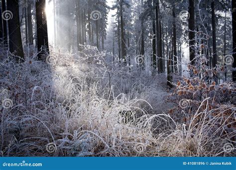 Winter Forest With Beautiful Light Stock Photo Image Of Foggy Frosty