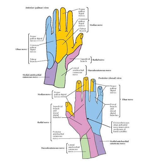 Cutaneous Innervation Of Wrist And Hand Anatomy Musculocutaneous Nerve