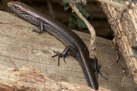 Common Garden Skink Drop Tail Lizard Australian Animals Lizard