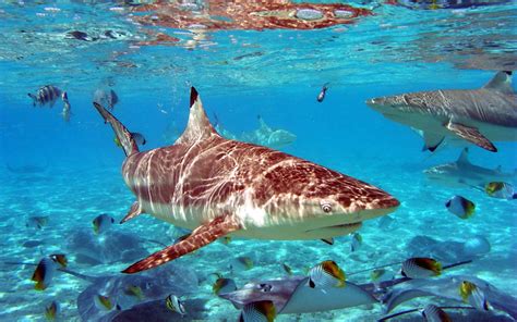 Sharks In Shallow Water Wallpaper Wide Screen Wallpapers 1080p 2k 4k