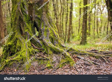 Oak Tree With Roots Over 12201 Royalty Free Licensable Stock Photos