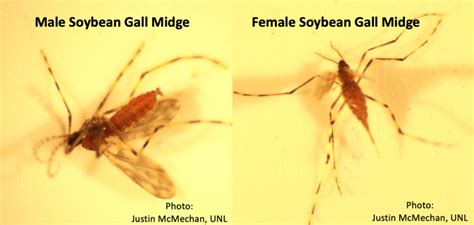 soybean gall midge emergence continues in nebraska cropwatch university of nebraska lincoln
