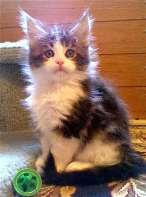 The judge is rachel anger. MAINE COON KITTENS PHOTO GALLERY