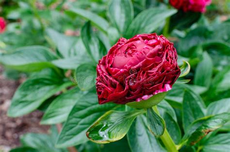 Deep Red Peony Flower Stock Image Image Of Floral Life 25259771