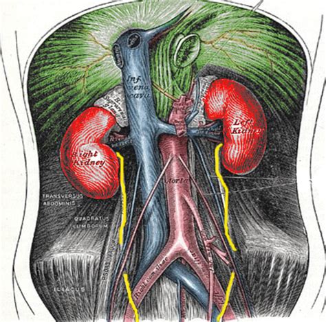 Anatomy Abdomen And Pelvis Retroperitoneum Article