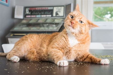 A Photographer Takes Pictures Of Cats High On Catnip And Itll Be