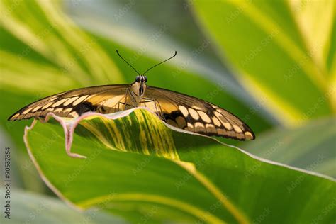 Butterfly Papilio Glaucus Tiger Swallowtail Stock Photo Adobe Stock