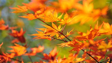 Autumn Leaves On A Branch Wallpaper Photography