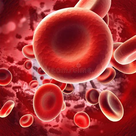 Red Blood Cells Flowing Through A Vein And Artery Stock Illustration