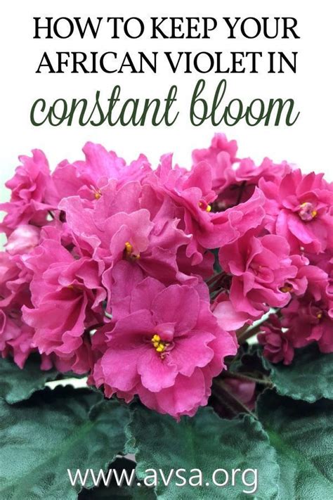 Feb 01, 2018 · fast, carefree growth is a virtue, starting with short germination times. African Violets are one of the few indoor plants that will ...