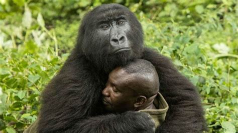 El Abrazo Entre Una Gorila Y Su Cuidador Que Enternece Al Mundo