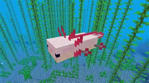 Clicking on it with a water bucket will yield a bucket of axolotl. Someone Added the Axolotl Mob in Minecraft Before the 1.17 ...