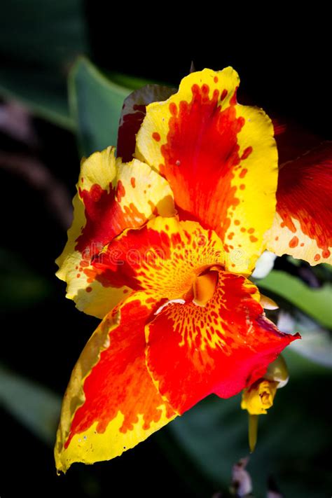 Orange Gladiolus Tropical Flowers Stock Photo Image Of Season Pura