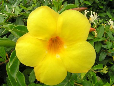 Filebright Yellow Flower Wikimedia Commons