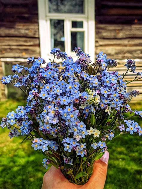 Forget Me Not Flowers Are An Appeal For Love And A Longing To Be