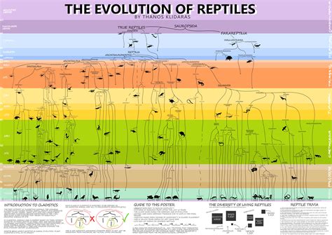 The Evolution Of Reptiles Oc Infographic Rdinosaurs