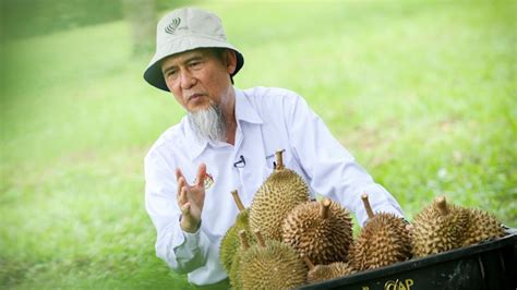 Jabatan pertanian negeri kelantan is a government agency based in kota bharu, kelantan. Jabatan Pertanian sasar 50 peratus pokok Musang King ...