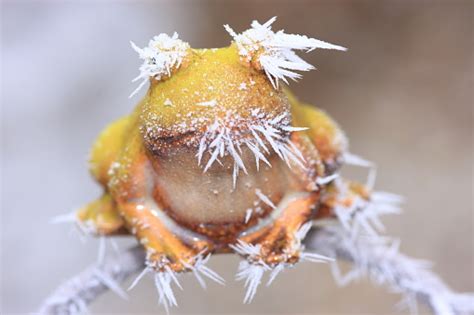 Frosty Weather Frog In Cold Season Stock Photo Download Image Now