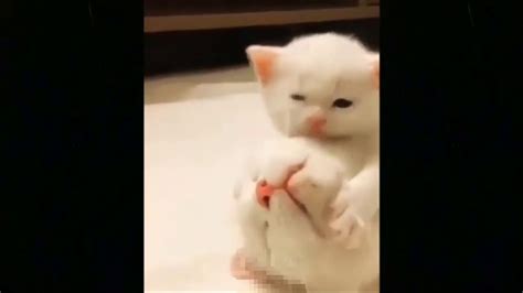 Cutest Cats Compilation Must Watch Youtube