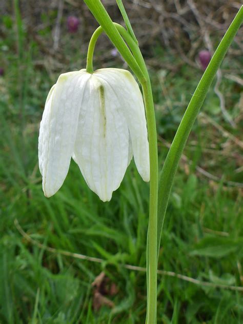 Photographs Of Fritillaria Meleagris Uk Wildflowers White Flower