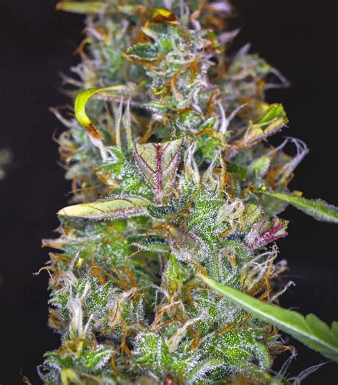 Meanwhile seven countries were added to the uk's red list. Reviews on Cherry Bomb Auto (Bomb Seeds) - Herbies