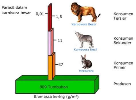 Contoh Piramida Biomassa