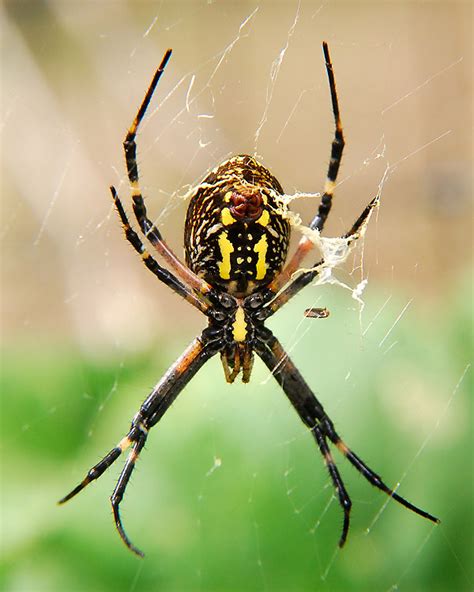 The Writing Spider Argiope Aurantia Curbstone Valley