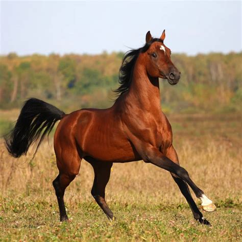 A Selection Of Interesting And Unusual Facts About Horses By