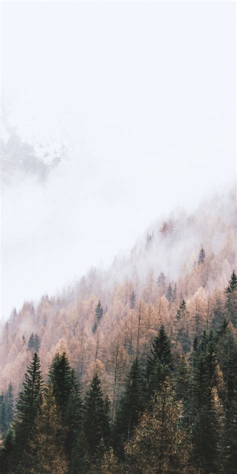 Autumn Peak Of Trees Pine Trees Mist 1080x2160 Wallpaper
