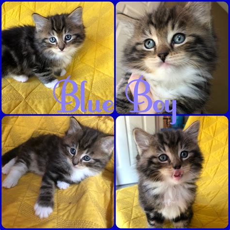 Ragdoll Cats For Sale Irmo Sc 298700 Petzlover