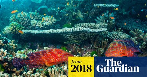 Great Barrier Reef Threats Essay Writer