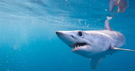 Mako Shark Tracking Off West Coast Reveals Impressive Memory And