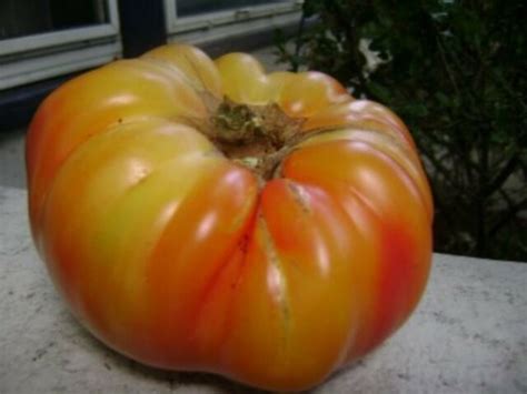 Mr Stripey Heirloom Tomato Seeds 75 2020 Seeds 169 Max Shipping