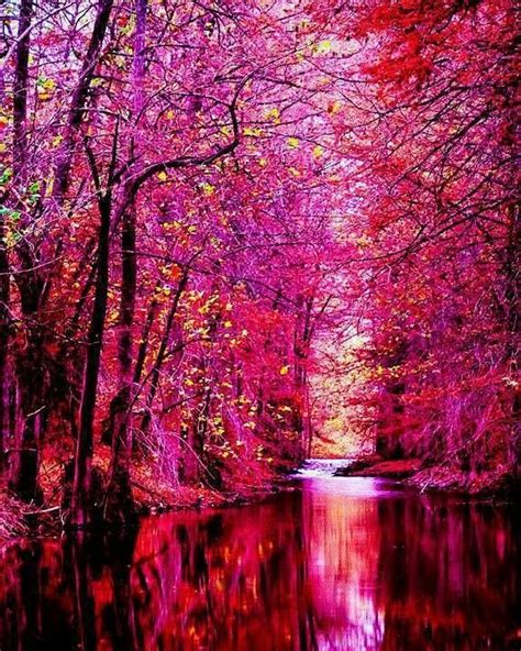Amazing Pink Forest Ireland 🇮🇪 Rbeamazed