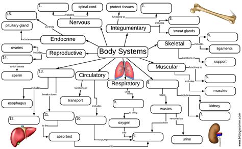 Body Systems Concept Map Answers Maping Resources