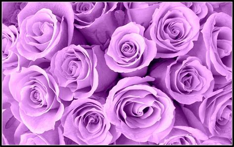 1920x1080px 1080p Free Download Lavender Roses Nature Roses Pink