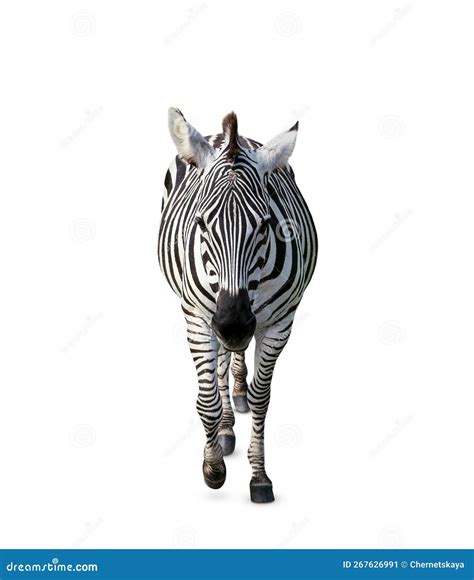 Beautiful Striped African Zebra On White Background Wild Animal Stock