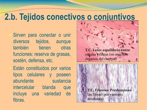 Ppt 2b Tejidos Conectivos O Conjuntivos Powerpoint Presentation