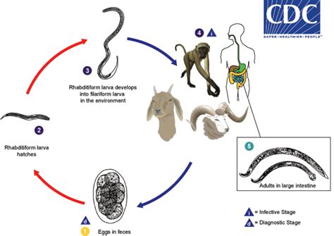 Features of the life cycle. Life cycle of Oesophagostomiasis Images - Frompo