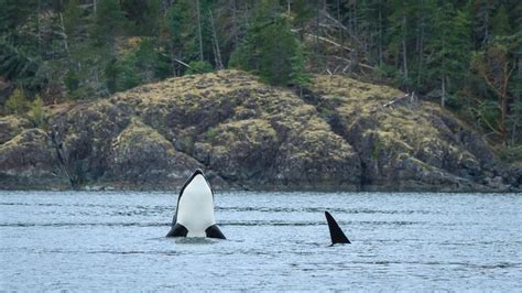 Transient Orcas Hunting Seals In British Columbia Anne Mckinnell