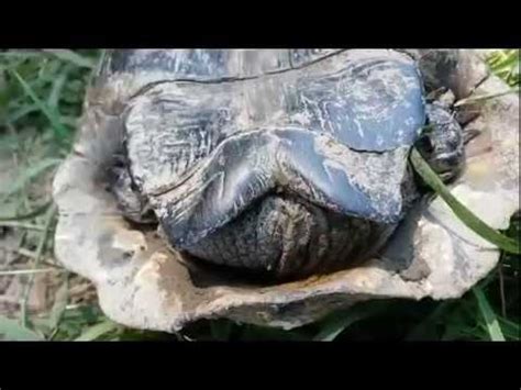 Turtle Tortoise Upside Down Youtube
