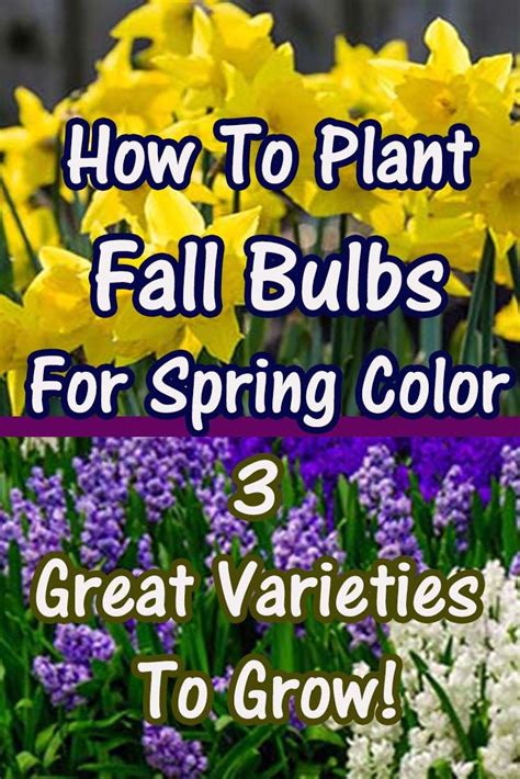 5 Incredible Fall Bulbs To Plant Now For Amazingly Unique Spring Color