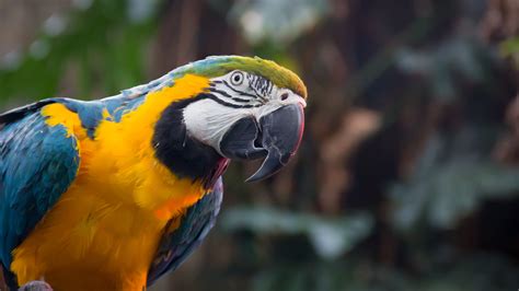 Blue And Yellow Macaw Hd Wallpapers Hd Wallpapers Id 21222