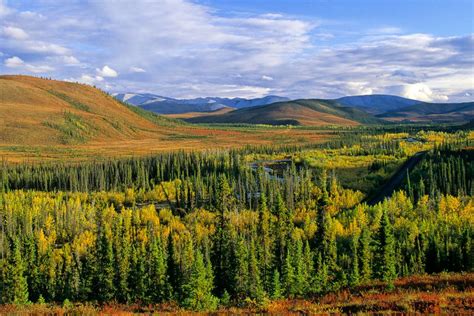 Boreal Forests Forest Biome The Habitat Encyclopedia