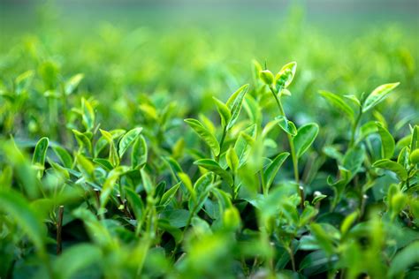 Growing Tea 7 Tips For Growing Tea Plants At Home 2022 Masterclass