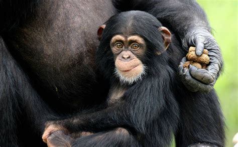 Chimpanzee Tulsa Zoo