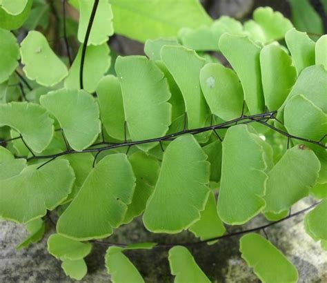 Dikutip dari kanal youtube tanaman hias, selasa (11/5/2021), berikut ini 10 jenis tanaman hias berdaun merah yang bisa dikoleksi di rumah. 3 Jenis Tanaman Hias Daun Terpopuler