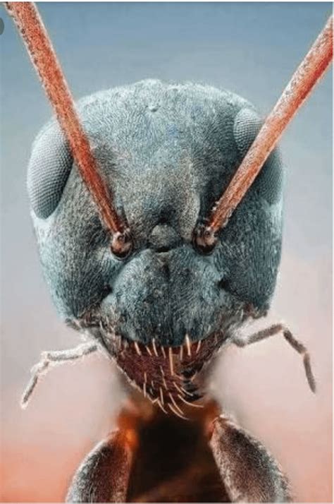 Fully Zoomed Image Of A Black Ant Roddlyterrifying