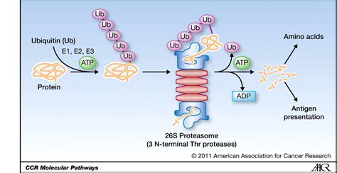 Proteasomes provide a controlled method for breaking down proteins safely within the environment of the cell. Molecular Pathways: Targeting Proteasomal Protein ...