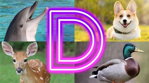 Amazing Animals Starting With D Animals And Birds Starting With D